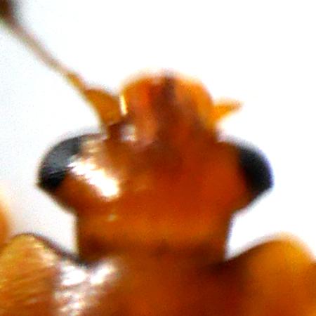 Epuraea sp.
